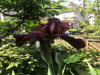 ジャーマンアイリス