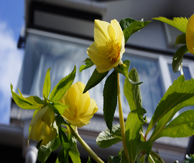 クリスマスローズ