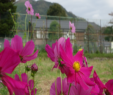 コスモス