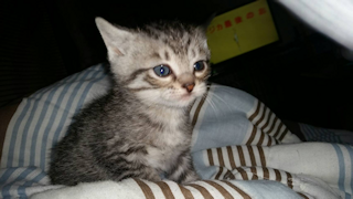 名前は「しま」です