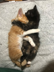 名前は「左：ちゃちゃ　右：ごま」です