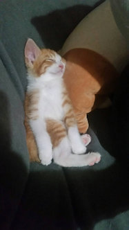 名前は「ちゃちゃ」です