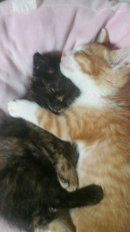 名前は「ちゃちゃ＆ごま」です