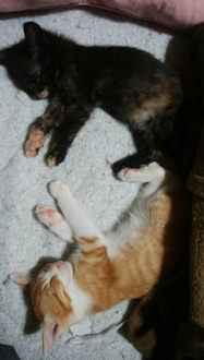 名前は「ちゃちゃ＆ごま」です