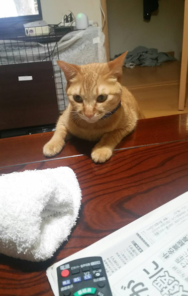 名前は「チョコ」です