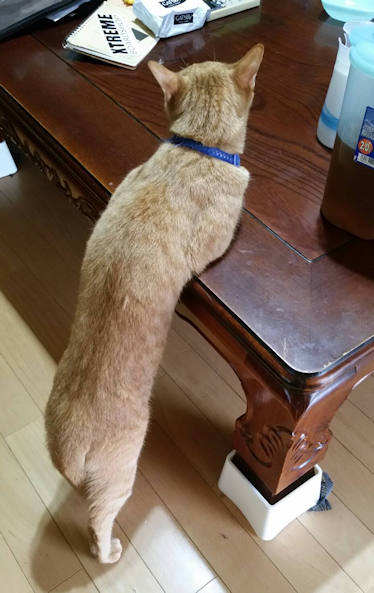 名前は「チョコ」です