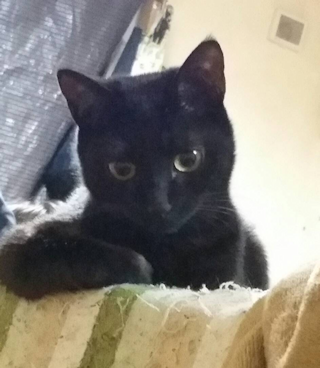 名前は「マロ」です