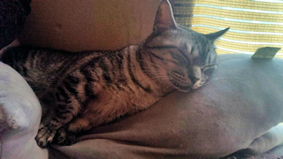 名前は「しま」です